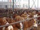山東養牛基地供肉牛價個 肉牛選種 西門塔爾牛價格工廠,批發,進口,代購