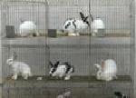 獺兔肉兔養殖基地合作工廠,批發,進口,代購