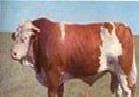 奧旺牧業優良肉牛品種發展千萬養殖戶批發・進口・工廠・代買・代購
