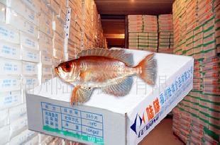 魚漿（SURIMI）AA級紅目鰱魚糜水產品工廠,批發,進口,代購