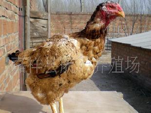 魯西鬥雞、鬥雞品種、養殖鬥雞效益批發・進口・工廠・代買・代購