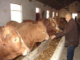 肉牛 肉牛價格 肉牛飼養管理技術工廠,批發,進口,代購