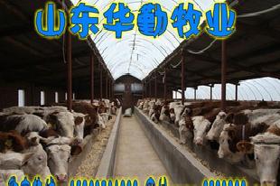 河南肉牛養殖 到華勤牧業工廠,批發,進口,代購