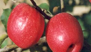 陝西水果網優質花冠蘋果工廠,批發,進口,代購
