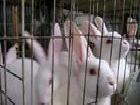 個體養殖 優質 法系獺兔工廠,批發,進口,代購