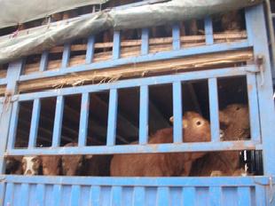 騰祥牧場2010年3月8號優惠促銷改良肉牛活動開欄工廠,批發,進口,代購