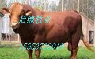 啟緣牧業 出售改良肉牛 育肥肉牛 繁殖肉牛 西門塔爾牛 利木贊牛工廠,批發,進口,代購