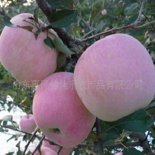 蘋果 套紙袋紅富士蘋果2.0-2.8/斤大量歡迎訂購工廠,批發,進口,代購
