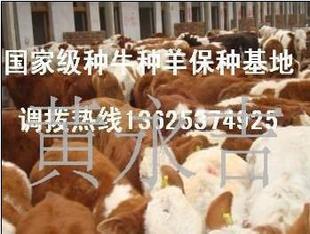 養牛怎麼樣-養殖肉牛效益-肉你養殖成本-魯西黃牛價批發・進口・工廠・代買・代購