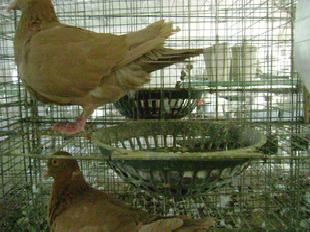 山東省壽光崔嶺肉鴿養殖場。歡迎訂購 品質第一工廠,批發,進口,代購