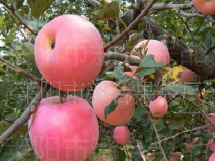 優質蘋果，紅富士蘋果--就到煙台新台果袋來工廠,批發,進口,代購