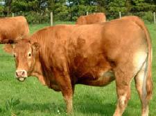 常年出售優質 魯西黃牛 利木贊肉牛 西門塔肉牛工廠,批發,進口,代購