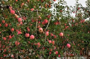 2011年陝西洛川紅富士蘋果大量上市價格準確歡迎咨詢工廠,批發,進口,代購