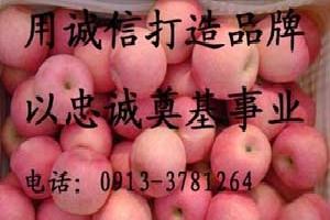 陝西優質紅富士蘋果 紅富士蘋果價格 冷庫裡的紅富士 張經國專供工廠,批發,進口,代購