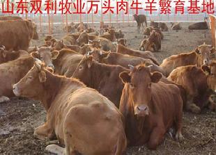 優良育肥肉牛品種 改良肉牛犢 雜交肉牛犢 純種肉牛 肉牛育肥利潤工廠,批發,進口,代購