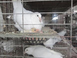 壽光肉鴿養殖首選壽光王鴿 肉鴿工廠,批發,進口,代購