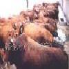 肉牛養殖場 肉牛運輸 肉牛價格 怎樣養殖肉牛=騰信批發・進口・工廠・代買・代購