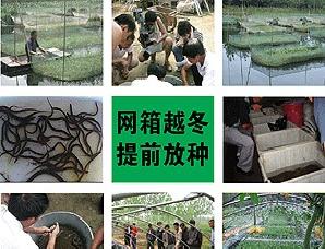 網箱及池養黃鱔泥鰍提前放種技術培訓工廠,批發,進口,代購