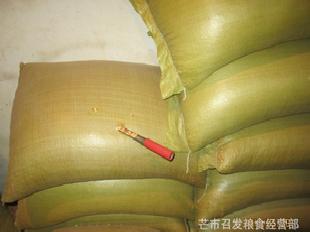 省內30噸省外60噸起批發雲南2等飼料玉米 maize批發・進口・工廠・代買・代購