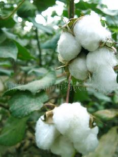 【廠家直供】優質精彈棉花 用於家紡填充 厚薄均勻 蓬鬆柔軟工廠,批發,進口,代購