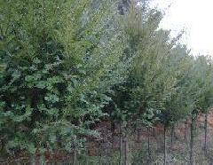 根徑5-28公分的紅豆杉，一棵30公分的桂花樹求購工廠,批發,進口,代購