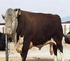 山東正源牧業優質肉牛 種牛 欲購從優18660474622工廠,批發,進口,代購