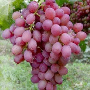 陝西紅提葡萄已大量上市工廠,批發,進口,代購