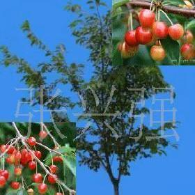 大量出售櫻桃新品種特早熟大櫻桃樹苗1-6公分批發・進口・工廠・代買・代購