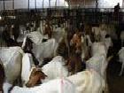 河南波爾山羊養殖場 河北波爾山羊種羊養殖基地工廠,批發,進口,代購