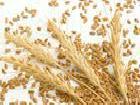 【優質穀物】高質量小麥工廠,批發,進口,代購