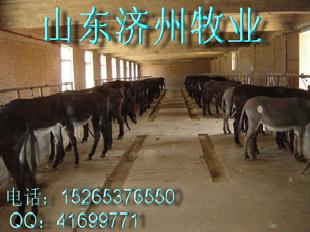 山東濟州肉驢養殖基地急售8000頭優質肉驢 價格優惠批發・進口・工廠・代買・代購