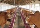 養肉牛肉羊好賺錢 專家推薦優良肉牛肉羊品種工廠,批發,進口,代購