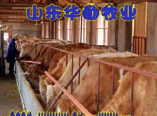 《山東育肥肉牛養殖場》育肥肉牛犢，改良肉牛犢批發・進口・工廠・代買・代購