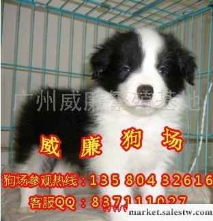 供應寵物狗 寵物邊境牧羊犬寵物 寵物狗 寵物用品批發・進口・工廠・代買・代購