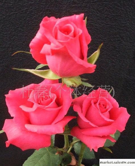 玫瑰花批發玫瑰鮮花玫瑰切花鮮切花情人節用花桃紅色_1工廠,批發,進口,代購