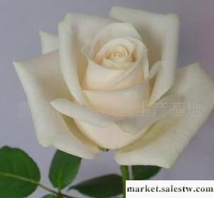 批發各種色的鮮玫瑰花蠟玫工廠,批發,進口,代購