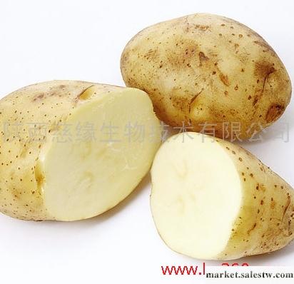 供應馬鈴薯蛋白（土豆蛋白）（PP）工廠,批發,進口,代購
