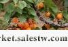 供應凱特杏45起步水果貿易公司/優質無公害凱特杏/水果批發工廠,批發,進口,代購