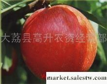 供應獼猴桃50以上水果/資訊搜索列表/蘋果批發/水果工廠,批發,進口,代購