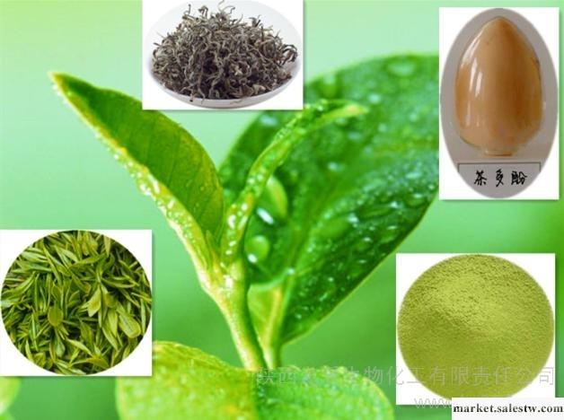 供應龍孚LF-LC綠茶提取物-茶多酚工廠,批發,進口,代購