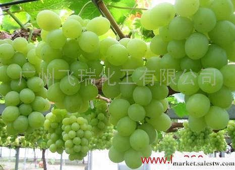 供應小麥胚芽油霍霍巴油米糠油玫瑰果油工廠,批發,進口,代購