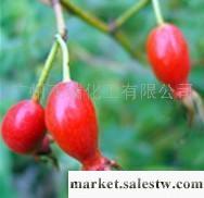 供應紅花油 鱷梨油 葵花油工廠,批發,進口,代購