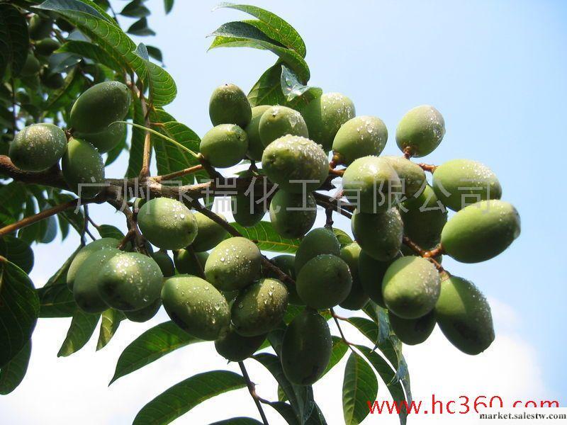供應乳木果油 甜杏仁油橄欖油葡萄籽油工廠,批發,進口,代購
