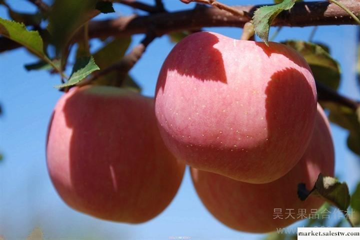 供應山東紅富士蘋果75山東臨沂水晶紅富士蘋果批發・進口・工廠・代買・代購