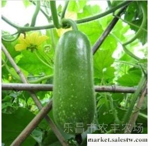 供應農豐農品節瓜工廠,批發,進口,代購