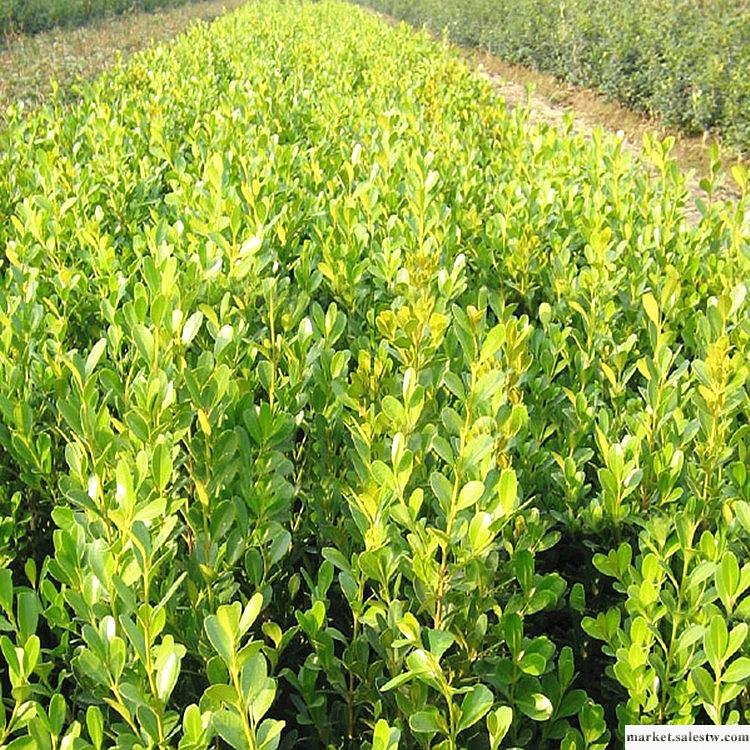 供應瓜子黃楊20-25（圍度） 瓜子黃楊最新價格  優質綠化苗木工廠,批發,進口,代購