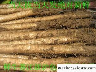 供應徐州特產 12年一級新鮮牛蒡60元一箱工廠,批發,進口,代購