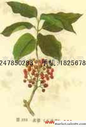 供應水翁花工廠,批發,進口,代購