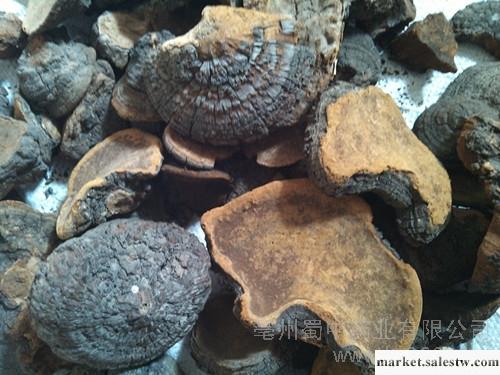 供應大量槐耳 槐峨工廠,批發,進口,代購
