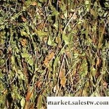 供應青葉膽 肝炎草工廠,批發,進口,代購